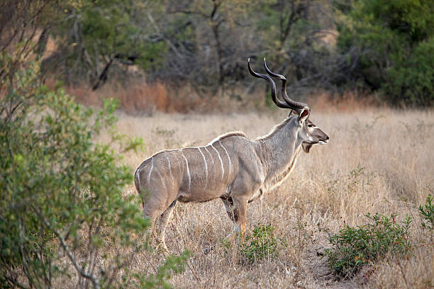 istock Kudu Antelope In The Wild 182197847