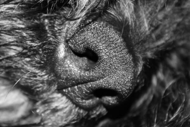 istock Dognose - Bouvier des Flandres 1821980041