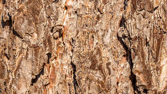 Close Up Of Tree Bark Texture, wood texture
