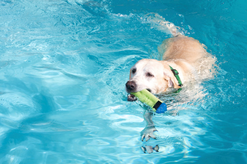 A ten year old yellow labrador retriever dog is swimming in a pool with a toy in his mouth. For more Dog Photos from my portfolio please click here