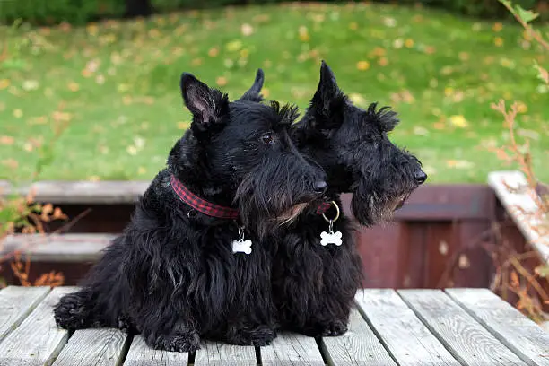 Two purebred Scottish Terriers look away from camera while sitting on wood deck.