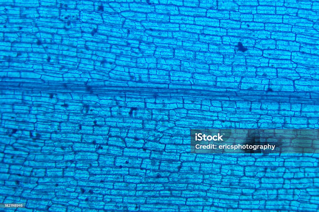 Гидрилла мутовчатая Verticillata лист - Стоков�ые фото Предметное стекло роялти-фри