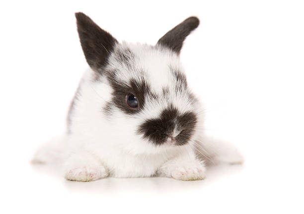 filhote de coelho - dwarf lop eared rabbit pets rabbit isolated - fotografias e filmes do acervo