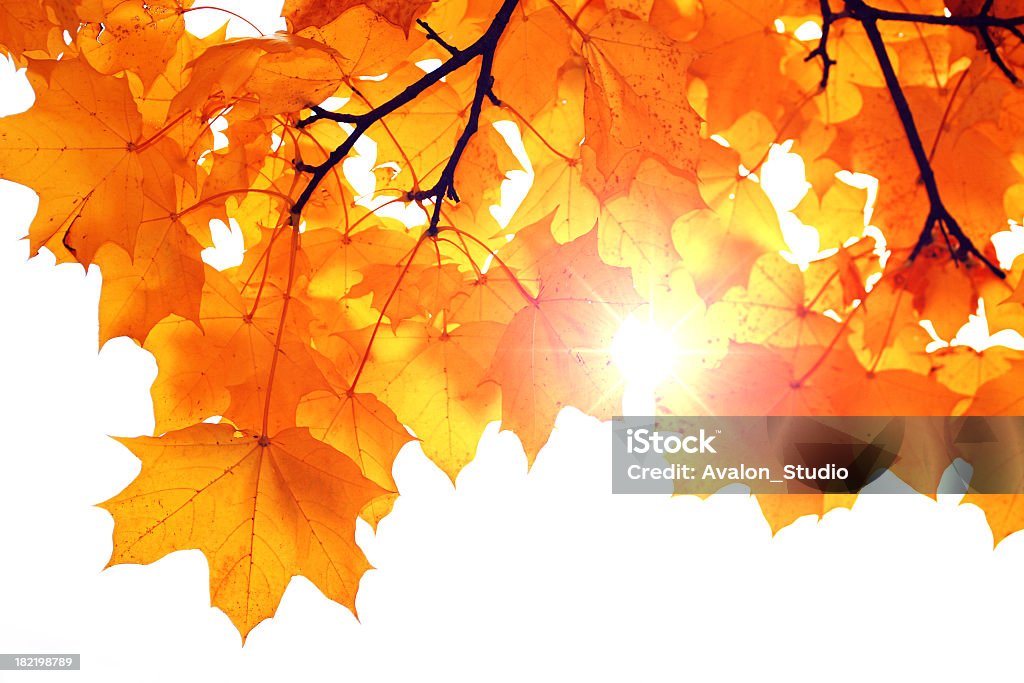 Outono raios de sol - Foto de stock de Alto contraste royalty-free