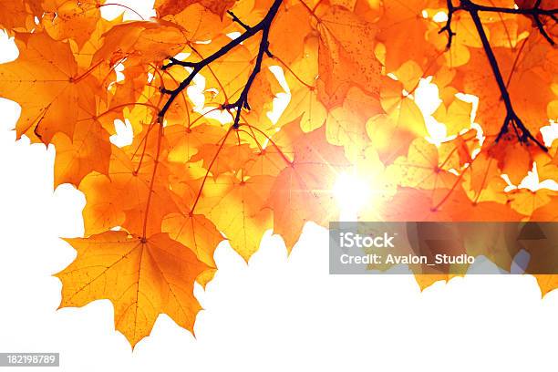 Осень Sun Лучей — стоковые фотографии и другие картинки Без людей - Без людей, Белый, Ветвь - часть растения