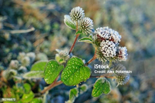 Ice Crystals On The Frozen Leaves Of Plant Stock Photo - Download Image Now - Autumn, Beauty In Nature, Blue