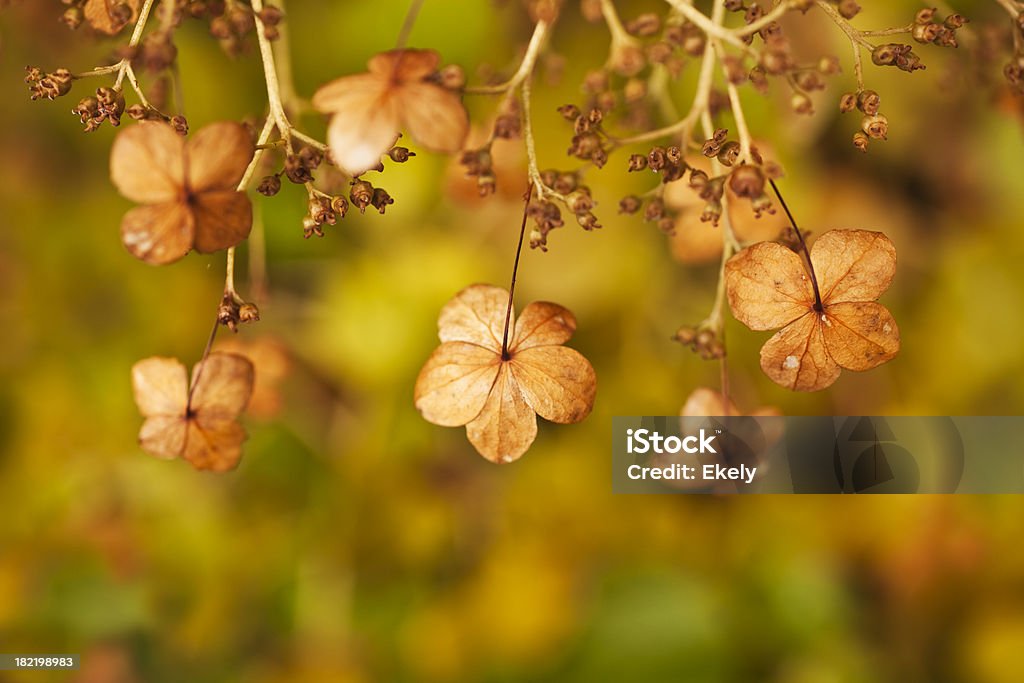 Ornato asciugati Ortensia su sfondo sfocato in autunno. - Foto stock royalty-free di Ambientazione esterna