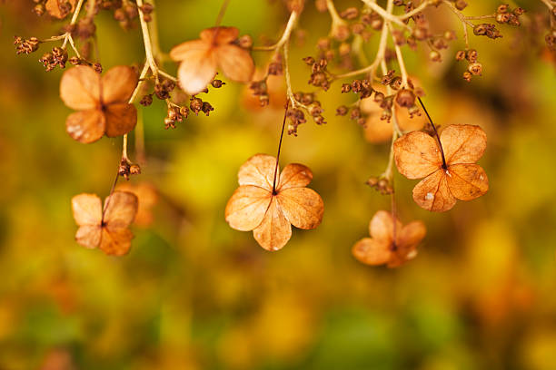 Hydrangea in autumn.Lightbox: