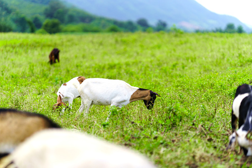 Herd of goats in a green field in rural Thailand.