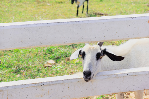 White goat peeking along the fence of a farm animal and looking at the camera.