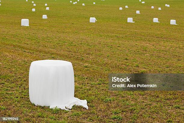 Stubblefield With Baled Straw Stock Photo - Download Image Now - Agricultural Field, Agriculture, Autumn