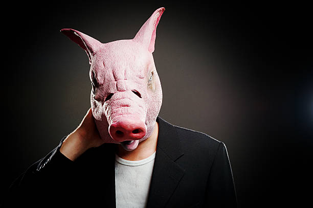 усталый swine - animal head flash стоковые фото и изображения