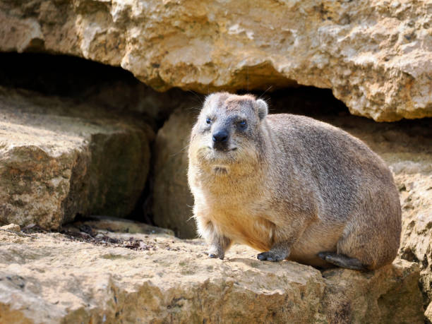 Rock hyrax on stone Closeup of rock hyrax (Procavia capensis) also called dassie, Cape hyrax, rock rabbit, on stone hyrax stock pictures, royalty-free photos & images