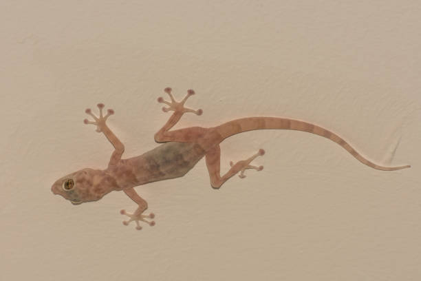 istock gecko at the gray wall from a hotel room on vacation 1821993454
