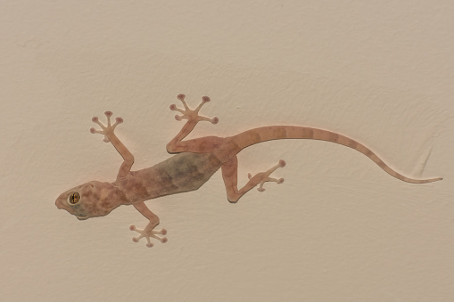 gecko at the gray wall from a hotel room on vacation in egypt