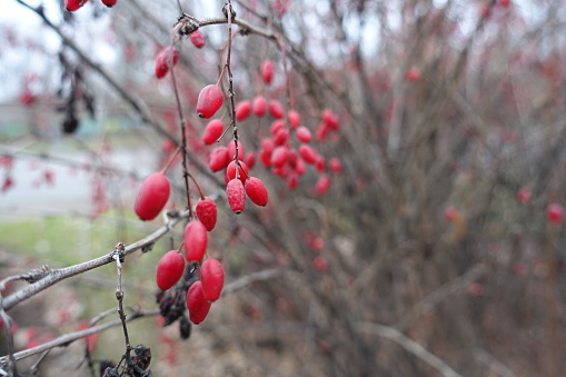Red berries of Berberis vulgaris in mid November
