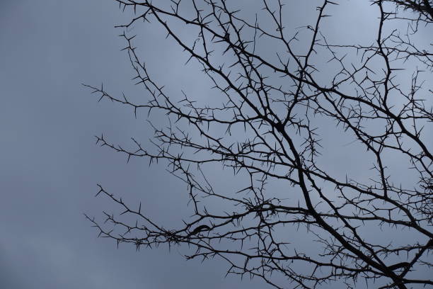 istock Leafless thorny branches of honey locust against cloudy sky in December 1821995621