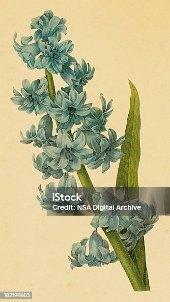 ヒヤシンス アンティークの花のイラスト - 植物学のベクターアート素材や画像を多数ご用意 - 植物学, 花, 19世紀