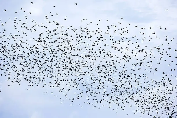 Photo of Birds Flying