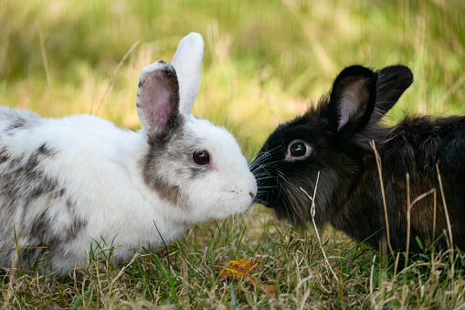 A black and brown rabbit and a white and gray one who appear to be kissing each other.
