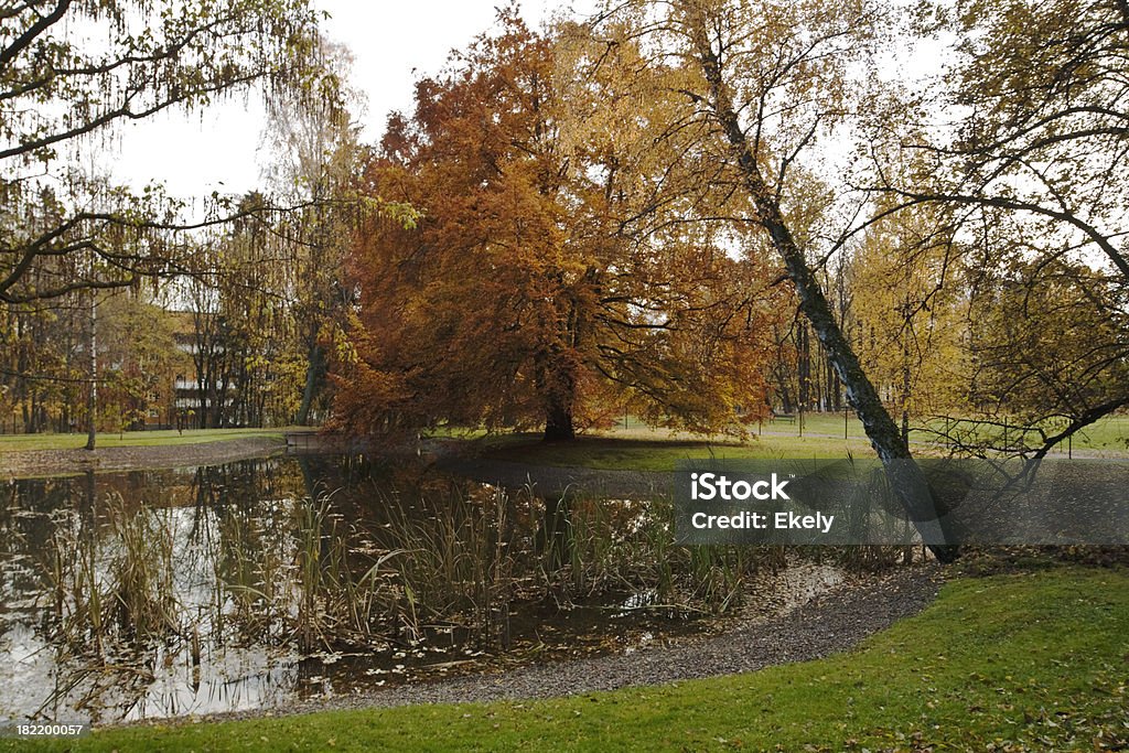 Буковое дерево на озеро осенью. - Стоковые фото Берёза роялти-фри