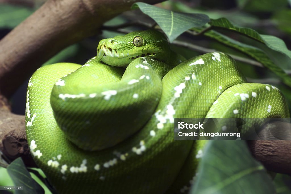 Pyton zielony niebezpieczeństwo Viper Snake - Zbiór zdjęć royalty-free (Bez ludzi)
