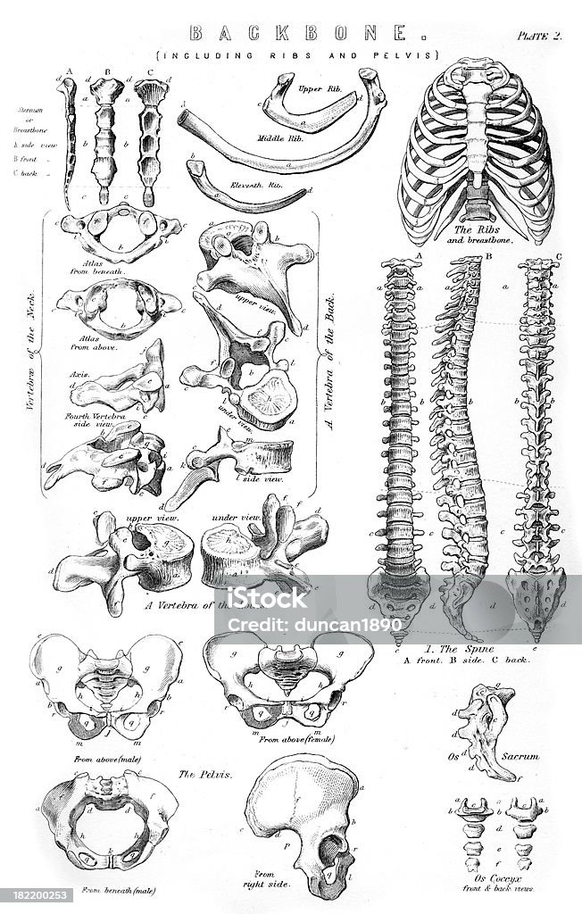 Human Backbone Vintage engraving showing the human backbone with ribs and pelvis Cauda Equina stock illustration