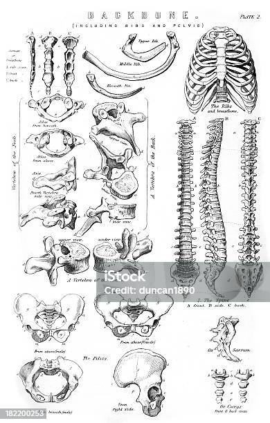 Human Backbone Stock Illustration - Download Image Now - Cauda Equina, Intervertebral Discs, Antique