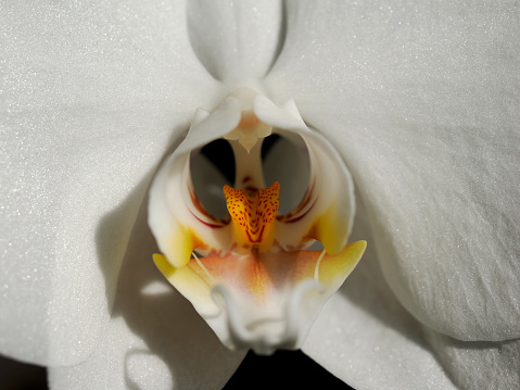 Macro of white orchids (Ochidee diamond phalaenopsis)