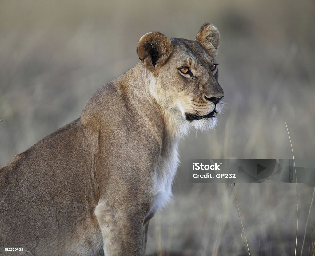 Leoa Retrato - Foto de stock de Animal royalty-free