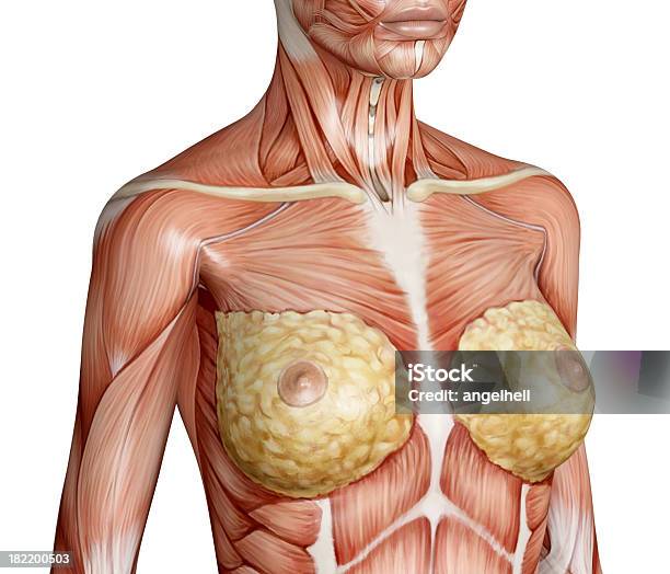 Anatomy Of Female Chest And Torso Stock Photo - Download Image Now - 2015,  Abdominal Muscle, Anatomy - iStock