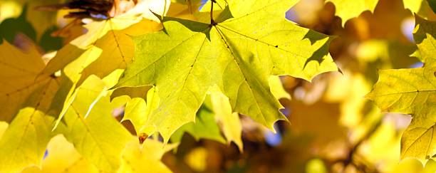 istock colorful ahorn leaves 182200573