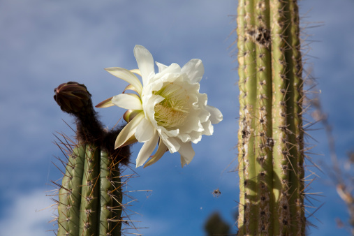 Cactus of the Trichocereus family.