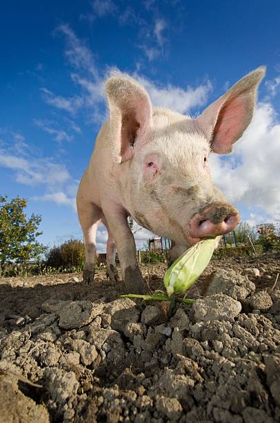 istock Outdoor Reared Pig Against a Blue Sky Background 182200622