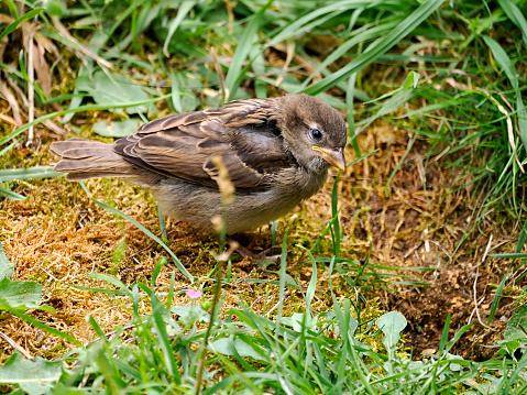 Closeup of sparrow (Passer) on the ground among the grasses