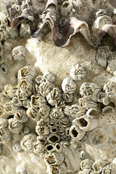 Barnacles and Shell stock photo