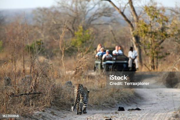 Leopard Acercando A Un Partido De Vehículo Foto de stock y más banco de imágenes de Safari - Safari, Leopardo, República de Sudáfrica