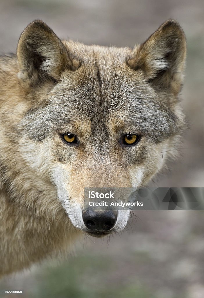 Kanadische Timberwolf-Portrait - Lizenzfrei Europäischer Wolf Stock-Foto