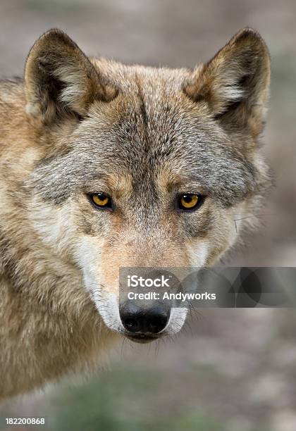 Kanadische Timberwolfportrait Stockfoto und mehr Bilder von Europäischer Wolf - Europäischer Wolf, Porträt, Wolf