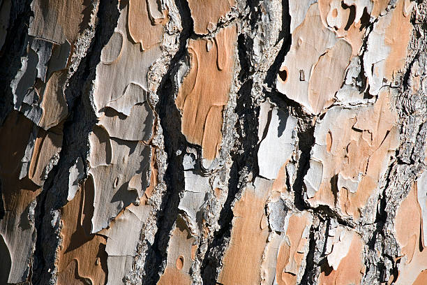 Tree Bark Background stock photo