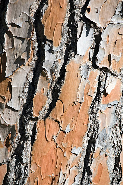 Tree Bark Background stock photo