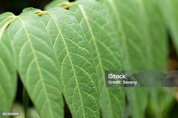 Sour Holz Stockfoto und mehr Bilder von Bildschärfe - Bildschärfe, Blatt - Pflanzenbestandteile, Farbbild