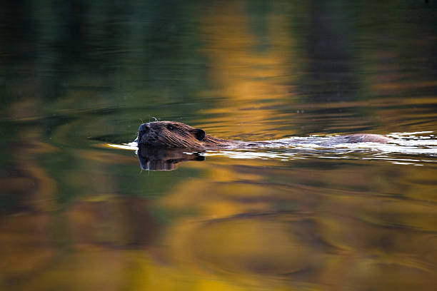 swimming beaver stock photo