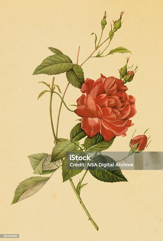 Rosa tè/illustrazioni fiore antico - Illustrazione stock royalty-free di Botanica