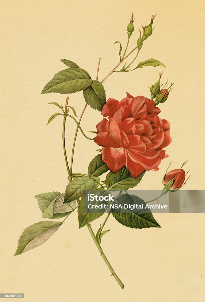 Чайная роза/старинные цветок иллюстрации - Стоковые иллюстрации Ботаника роялти-фри