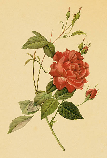 710+ Camellia Sinensis Flower Stock Illustrations, Royalty-Free Vector ...