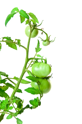 A young tomato plant with growing tomatos. Isolated on white.