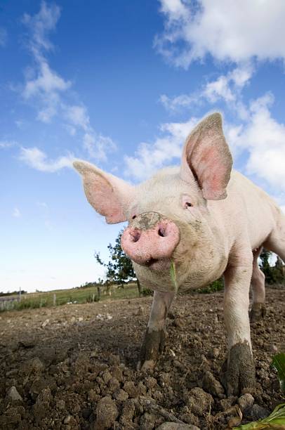 istock A happy pig on a small farm in Denmark 182201239