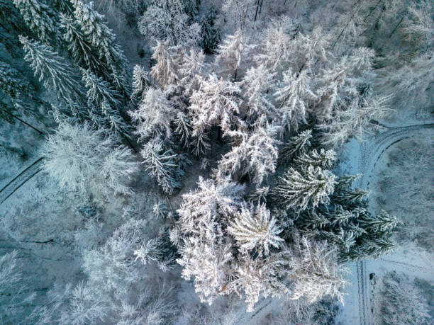 istock winter tale. snowy forest landscape view from a drone 1822012716