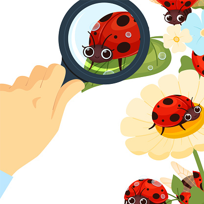 Looking at ladybug. man analyse insects through magnifying glass. vector cartoon background. Illustration of looking and discovery exploration, ladybug or insect